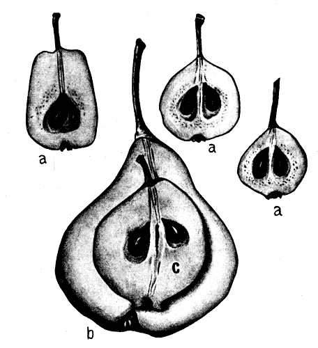 2.    ♀  : ♂    ; b   ;    