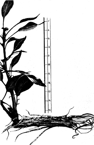  15.         ,    