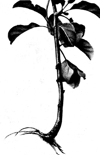 16.    ,     