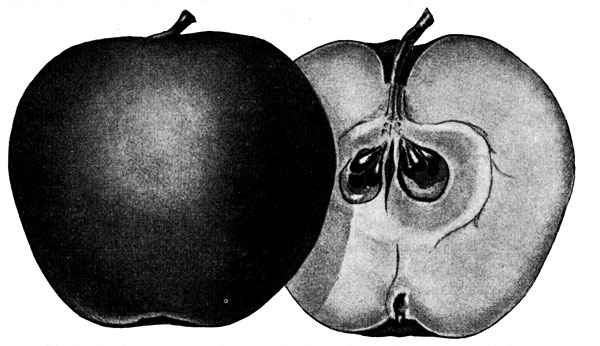 31.    ( 7-  ,  1915 .)