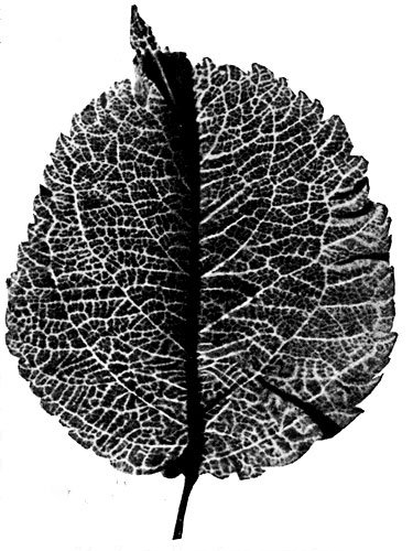 34.  - 