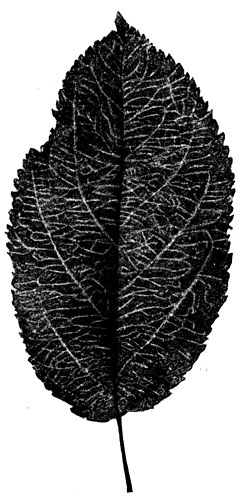 37.   