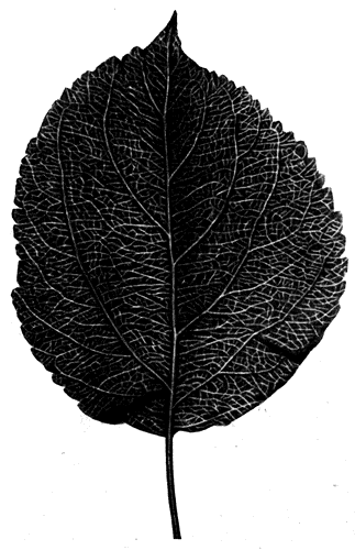 41.   