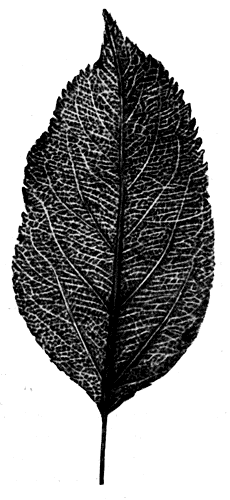 47.  -,  
