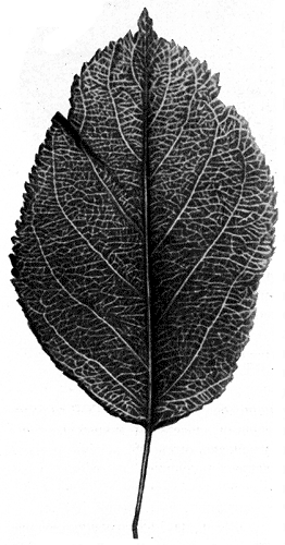 55.  -