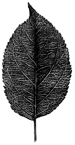 65. ���� ������ ����������