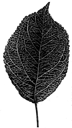 75.    