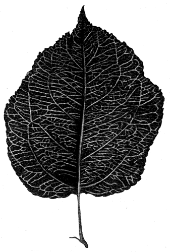 77.   