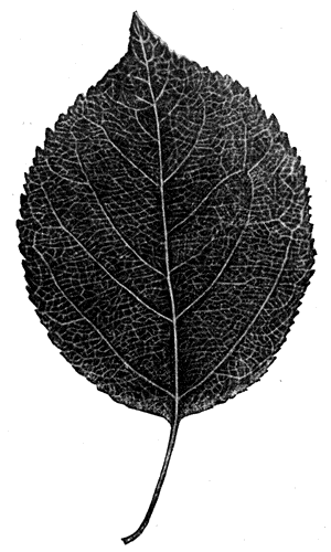 89. ���� �����