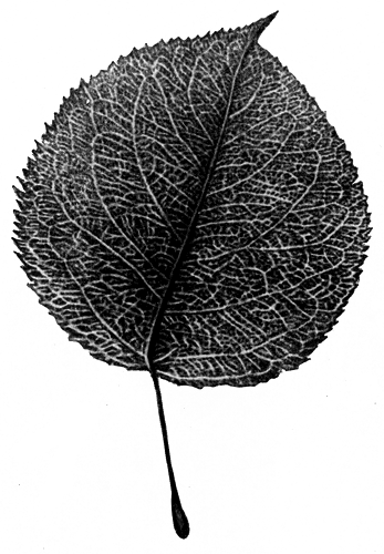 116.   