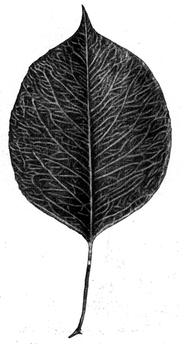 115.    