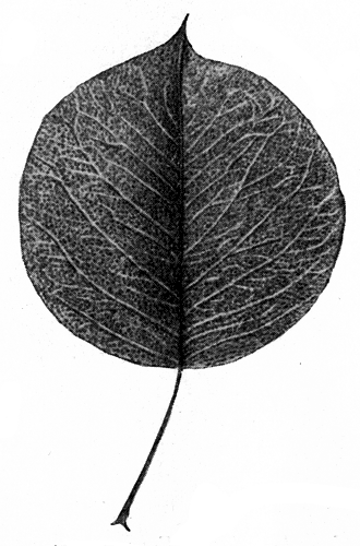 121.   
