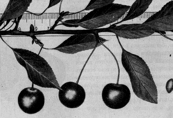 151.  