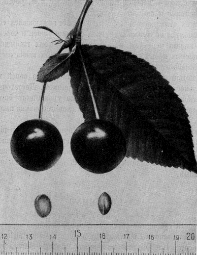 154.  
