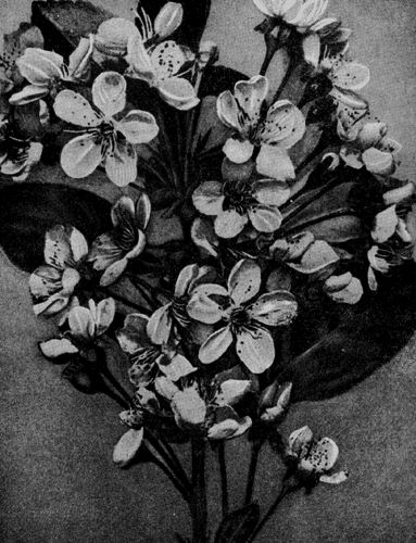 155.   