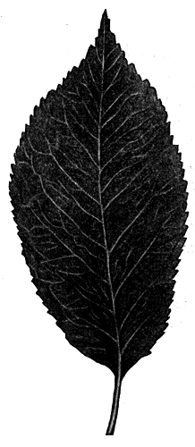 156.   