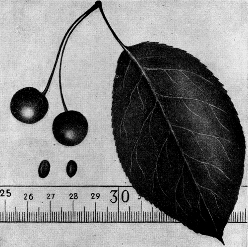161.  