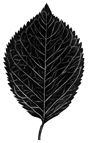 76.  