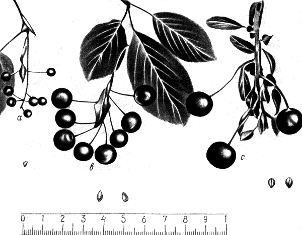 181.  -   (  ); b -   1;  -   (    )