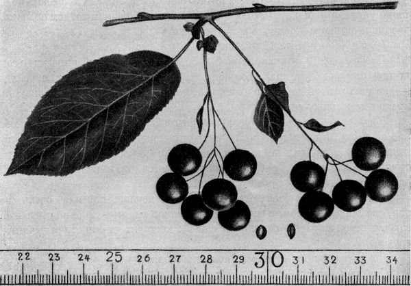185. ��������� ������� (������ ���������)