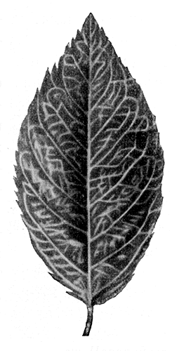 186. ���� ���������� ��������