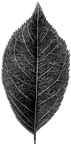 194.    