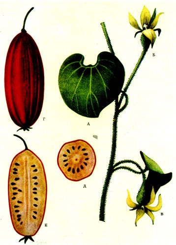  XXIX.    -   thladiantha dubia bunge:  - ;  -  ;  -  ;  - ;    -  ,     